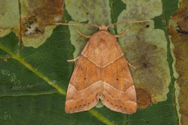 Dun-bar (Cosmia trapezina), adult. Ouston, 24-07-2021. Copyright Verna Atkinson. Dun-bar (Cosmia trapezina), adult. Ouston, 24-07-2021. Copyright Verna Atkinson.