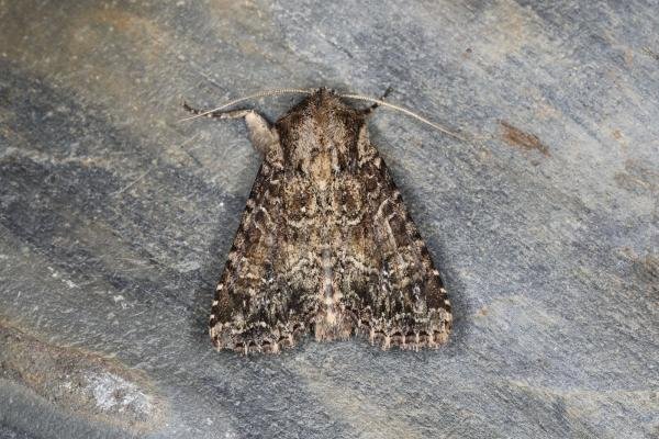 Dusky Brocade (Apamea remissa), adult. Ouston, 18-06-2023. Copyright Verna Atkinson. Dusky Brocade (Apamea remissa), adult. Ouston, 18-06-2023. Copyright Verna Atkinson.