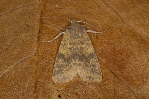 Dusky-lemon Sallow (Cirrhia gilvago), adult. Ouston, 02-10-2021. Copyright Verna Atkinson. Dusky-lemon Sallow (Cirrhia gilvago), adult. Ouston, 02-10-2021. Copyright Verna Atkinson.