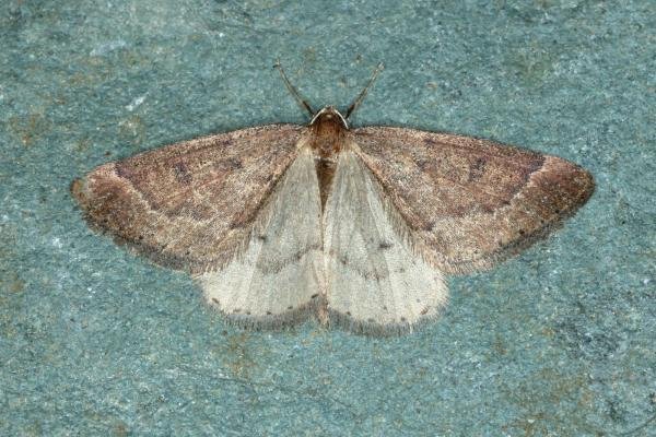 Early Moth (Theria primaria), adult. Ouston, 23-01-2020. Copyright Verna Atkinson. Early Moth (Theria primaria), adult. Ouston, 23-01-2020. Copyright Verna Atkinson.
