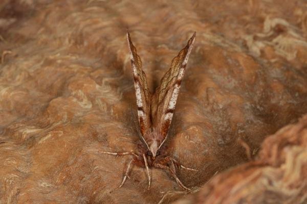 Early Thorn (Selenia dentaria), adult. Ouston, 18-04-2021. Copyright Verna Atkinson.