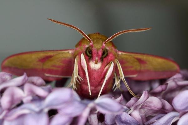 Elephant Hawk-moth (Deilephila elpenor), adult. Ouston, 18-05-2022. Copyright Verna Atkinson. Elephant Hawk-moth (Deilephila elpenor), adult. Ouston, 18-05-2022. Copyright Verna Atkinson.