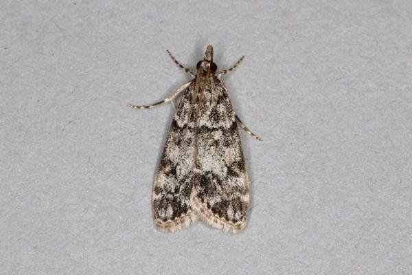 Eudonia lacustrata, adult. Ouston, 02-07-2019. Copyright Verna Atkinson.