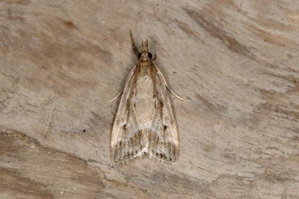 Eudonia pallida, adult. Ouston, 14-08-2017. Copyright Verna Atkinson. Eudonia pallida, adult. Ouston, 14-08-2017. Copyright Verna Atkinson.