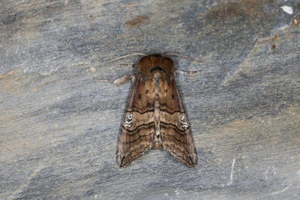 Figure of Eighty (Tethea ocularis), adult. Ouston, 17-06-2023. Copyright Verna Atkinson. Figure of Eighty (Tethea ocularis), adult. Ouston, 17-06-2023. Copyright Verna Atkinson.