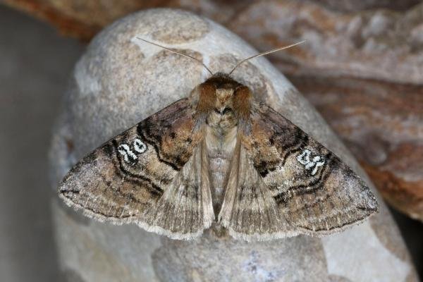 Figure of Eighty (Tethea ocularis), adult. Ouston, 22-06-2022. Copyright Verna Atkinson.