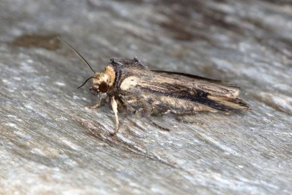 Flame (Axylia putris), adult. Ouston, 29-05-2016. Copyright Verna Atkinson. Flame (Axylia putris), adult. Ouston, 29-05-2016. Copyright Verna Atkinson.