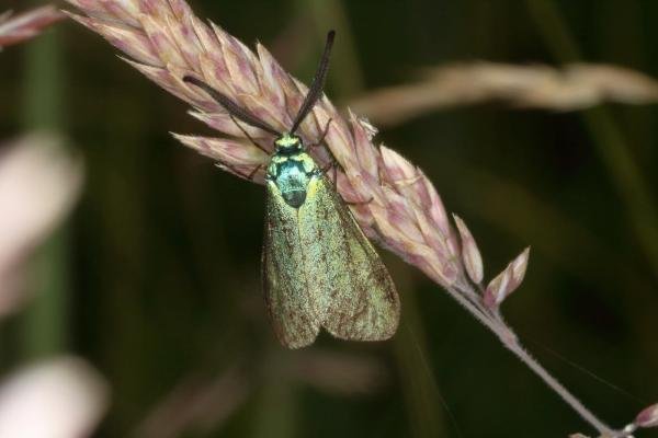 Forester (Adscita statices), adult. Burnwood Bridge, 26-06-2016. Copyright Verna Atkinson. Forester (Adscita statices), adult. Burnwood Bridge, 26-06-2016. Copyright Verna Atkinson.