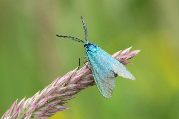 Forester (Adscita statices), adult. Burnwood Bridge, 26-06-2016. Copyright Verna Atkinson. Forester (Adscita statices), adult. Burnwood Bridge, 26-06-2016. Copyright Verna Atkinson.