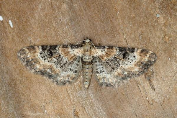 Foxglove Pug (Eupithecia pulchellata), adult. Ouston, 18-06-2020. Copyright Verna Atkinson. Foxglove Pug (Eupithecia pulchellata), adult. Ouston, 18-06-2020. Copyright Verna Atkinson.