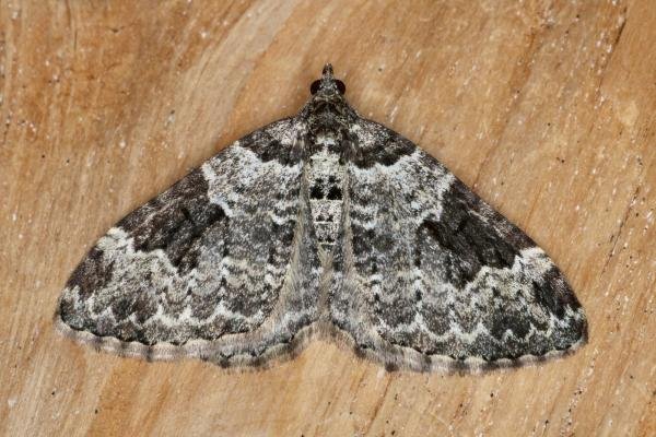Garden Carpet (Xanthorhoe fluctuata), adult. Ouston, 26-05-2022. Copyright Verna Atkinson. Garden Carpet (Xanthorhoe fluctuata), adult. Ouston, 26-05-2022. Copyright Verna Atkinson.