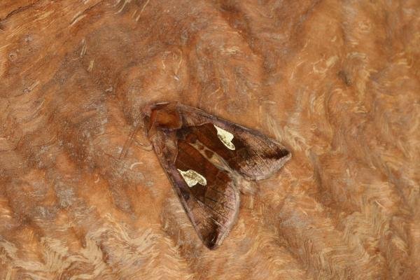 Gold Spangle (Autographa bractea), adult. Ouston, 30-06-2022. Copyright Verna Atkinson. Gold Spangle (Autographa bractea), adult. Ouston, 30-06-2022. Copyright Verna Atkinson.