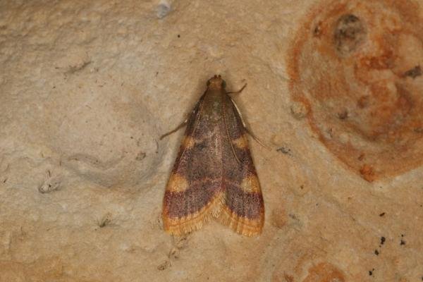 Gold Triangle (Hypsopygia costalis), adult. Ouston, 25-07-2022. Copyright Verna Atkinson. Gold Triangle (Hypsopygia costalis), adult. Ouston, 25-07-2022. Copyright Verna Atkinson.