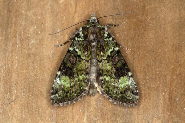Green Arches (Anaplectoides prasina), adult. Ouston, 18-06-2020. Copyright Verna Atkinson.