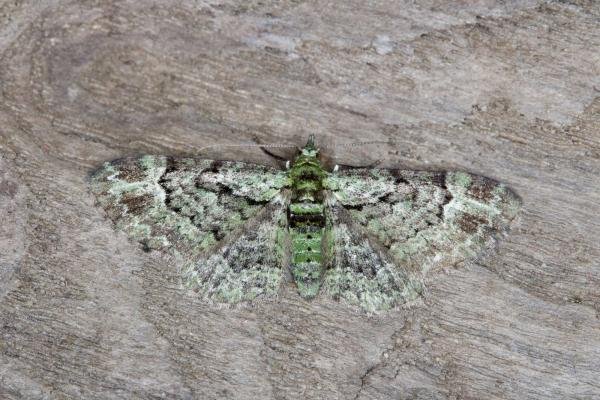 Green Pug (Pasiphila rectangulata), adult. Ouston, 30-06-2021. Copyright Verna Atkinson.