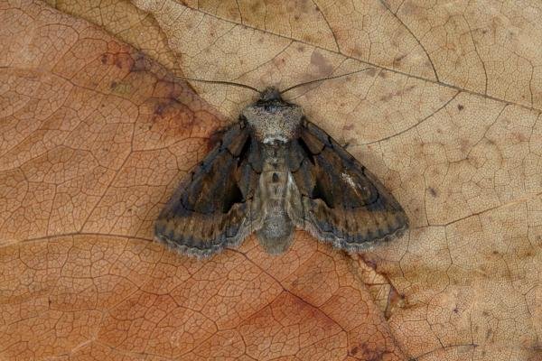 Green-brindled Crescent (Allophyes oxyacanthae) f. capucina, adult. Ouston, 16-09-2018. Copyright Verna Atkinson.