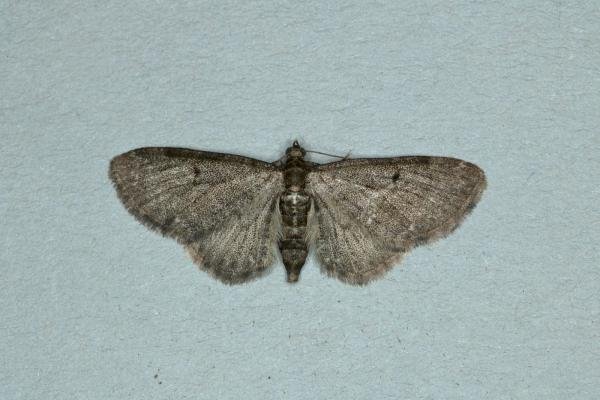 Grey Pug (Eupithecia subfuscata), adult. Ouston, 25-06-2019. Copyright Verna Atkinson.