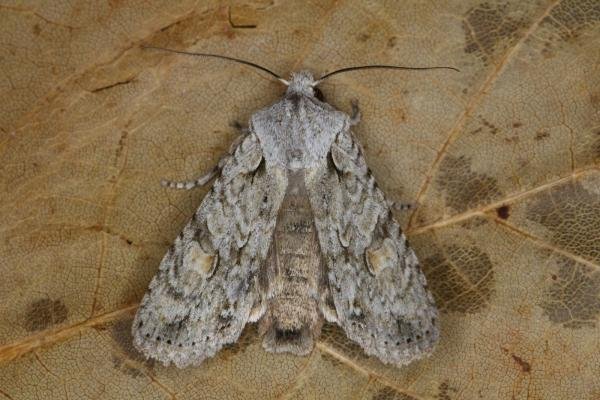 Grey Shoulder-knot (Lithophane ornitopus), adult. Ouston, 20-10-2021. Copyright Verna Atkinson. Grey Shoulder-knot (Lithophane ornitopus), adult. Ouston, 20-10-2021. Copyright Verna Atkinson.
