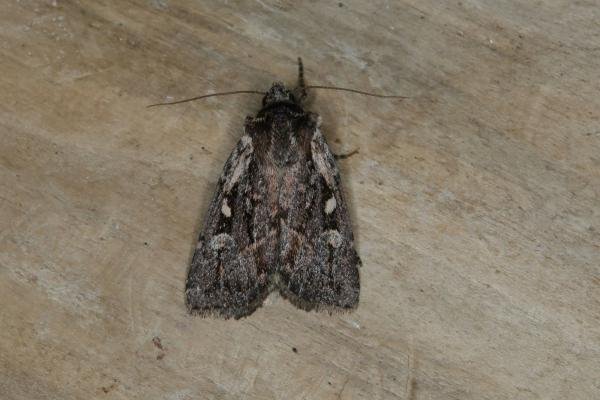 Heath Rustic (Xestia agathina), adult. Ouston, 31-08-2018. Copyright Verna Atkinson.