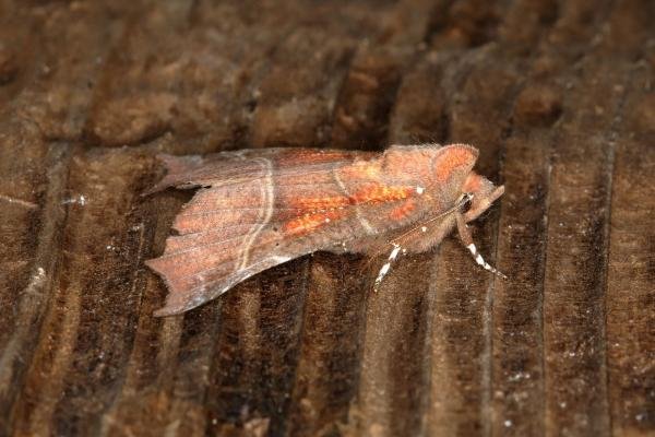 Herald (Scoliopteryx libatrix), adult. Ouston, 15-05-2018. Copyright Verna Atkinson.