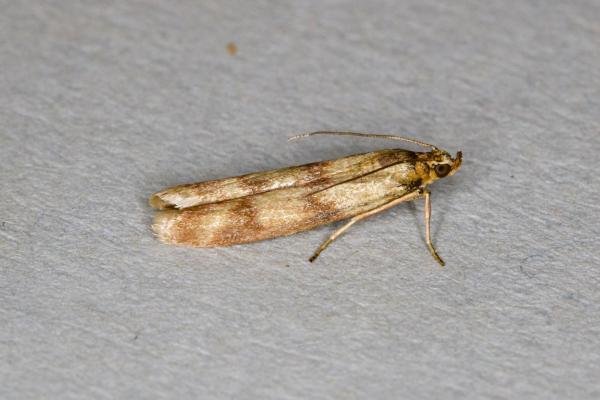 Homoeosoma sinuella, adult. Ouston, 14-06-2021. Copyright Verna Atkinson.