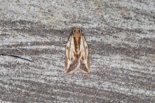 Light Brown Apple Moth (Epiphyas postvittana), adult. Ouston, 21-05-2023. Copyright Verna Atkinson. Light Brown Apple Moth (Epiphyas postvittana), adult. Ouston, 21-05-2023. Copyright Verna Atkinson.