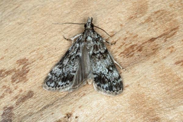 Eudonia truncicolella, adult. Ouston, 18-06-2019. Copyright Verna Atkinson. Eudonia truncicolella, adult. Ouston, 18-06-2019. Copyright Verna Atkinson.