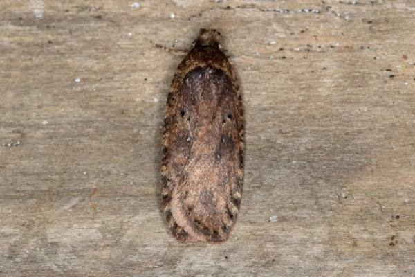Agonopterix heracliana/ciliella (Agonopterix heracliana/ciliella), adult. Ouston, 04-08-2017. Copyright Verna Atkinson. Agonopterix heracliana/ciliella (Agonopterix heracliana/ciliella), adult. Ouston, 04-08-2017. Copyright Verna Atkinson.