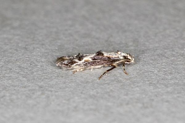 Blastodacna hellerella, adult. Ouston, 26-06-2020. Copyright Verna Atkinson. Blastodacna hellerella, adult. Ouston, 26-06-2020. Copyright Verna Atkinson.