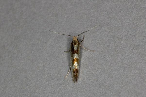 Argyresthia pygmaeella, adult. Ouston, 08-07-2020. Copyright Verna Atkinson.