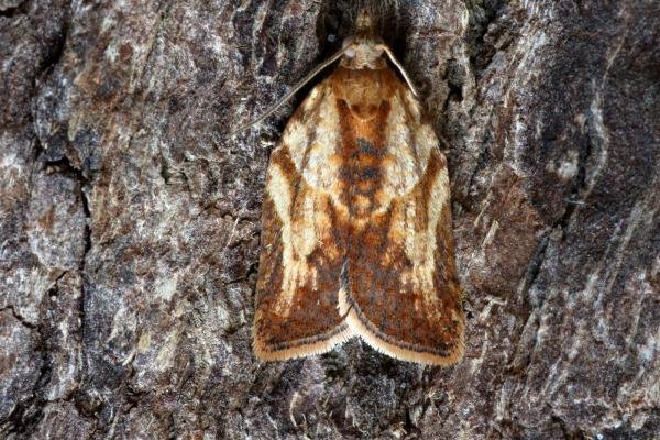 Light Brown Apple Moth (Epiphyas postvittana), adult. Ouston, 22-10-2015. Copyright Verna Atkinson.