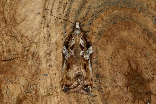 Acleris cristana, adult. Ouston, 16-02-2021. Copyright Verna Atkinson.