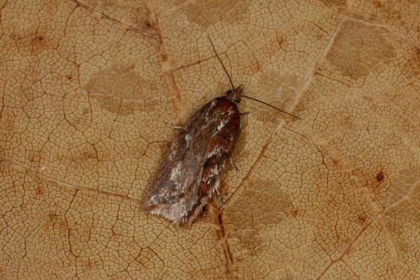 Acleris hyemana, adult. Ouston, 26-03-2021. Copyright Verna Atkinson.
