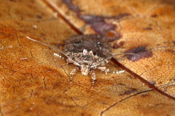 Agonopterix heracliana/ciliella (Agonopterix heracliana/ciliella), adult. Ouston, 23-03-2016. Copyright Verna Atkinson.
