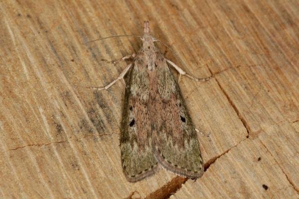 Bee Moth (Aphomia sociella), adult. Ouston, 20-05-2021. Copyright Verna Atkinson. Bee Moth (Aphomia sociella), adult. Ouston, 20-05-2021. Copyright Verna Atkinson.