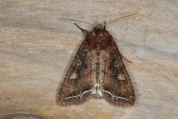 Bright-line Brown-eye (Lacanobia oleracea), adult. Ouston, 25-05-2021. Copyright Verna Atkinson. Bright-line Brown-eye (Lacanobia oleracea), adult. Ouston, 25-05-2021. Copyright Verna Atkinson.