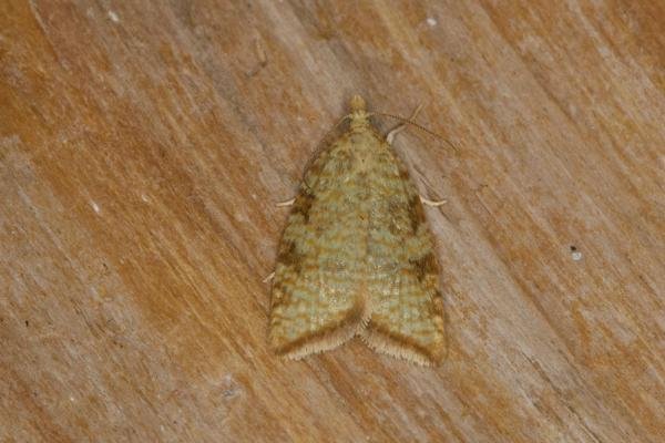 Aleimma loeflingiana, adult. Ouston, 12-07-2021. Copyright Verna Atkinson.