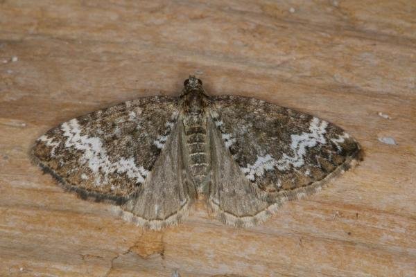 Small Rivulet (Perizoma alchemillata), adult. Ouston, 12-07-2021. Copyright Verna Atkinson. Small Rivulet (Perizoma alchemillata), adult. Ouston, 12-07-2021. Copyright Verna Atkinson.