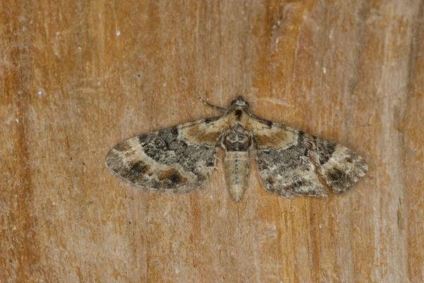 Toadflax Pug (Eupithecia linariata), adult. Ouston, 12-07-2021. Copyright Verna Atkinson.