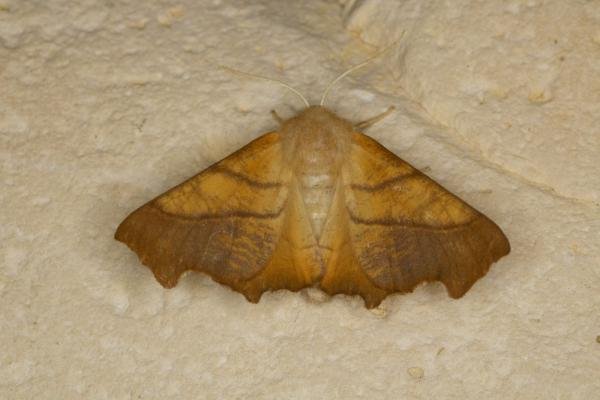 Dusky Thorn (Ennomos fuscantaria), adult. Ouston, 13-08-2021. Copyright Verna Atkinson. Dusky Thorn (Ennomos fuscantaria), adult. Ouston, 13-08-2021. Copyright Verna Atkinson.