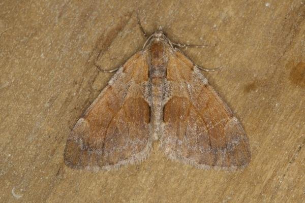 Pine Carpet (Pennithera firmata), adult. Ouston, 16-09-2021. Copyright Verna Atkinson.