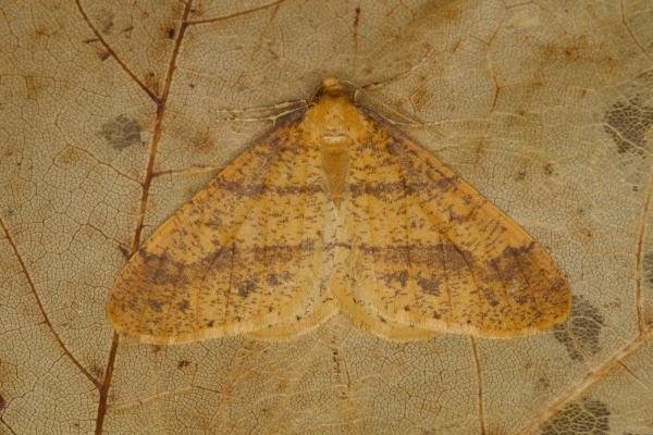 Scarce Umber (Agriopis aurantiaria), adult. Ouston, 18-11-2021. Copyright Verna Atkinson. Scarce Umber (Agriopis aurantiaria), adult. Ouston, 18-11-2021. Copyright Verna Atkinson.