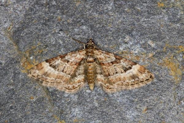 Double-striped Pug (Gymnoscelis rufifasciata), adult. Ouston, 14-04-2022. Copyright Verna Atkinson.