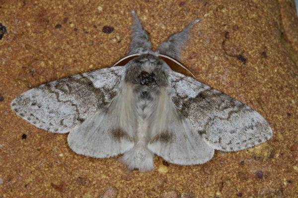 Pale Tussock (Calliteara pudibunda), adult. Ouston, 03-05-2022. Copyright Verna Atkinson.