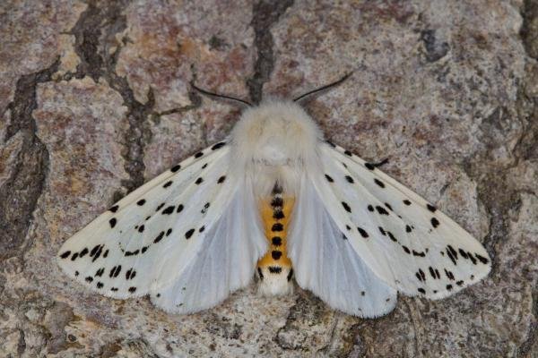 White Ermine (Spilosoma lubricipeda), adult. Ouston, 06-05-2022. Copyright Verna Atkinson. White Ermine (Spilosoma lubricipeda), adult. Ouston, 06-05-2022. Copyright Verna Atkinson.