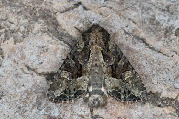 Pale-shouldered Brocade (Lacanobia thalassina), adult. Ouston, 21-06-2022. Copyright Verna Atkinson.