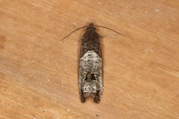 Notocelia roborana, adult. Ouston, 01-08-2022. Copyright Verna Atkinson. Notocelia roborana, adult. Ouston, 01-08-2022. Copyright Verna Atkinson.