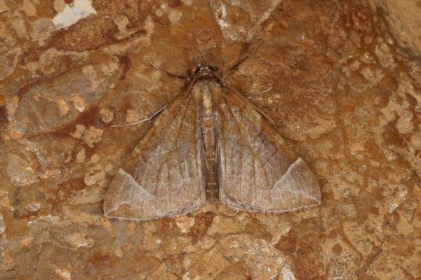 Chevron (Eulithis testata), adult. Ouston, 27-08-2022. Copyright Verna Atkinson. Chevron (Eulithis testata), adult. Ouston, 27-08-2022. Copyright Verna Atkinson.