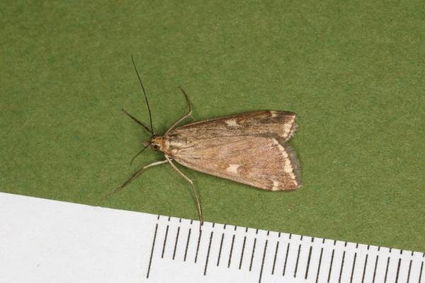 Loxostege sticticalis, adult. Ouston, 05-09-2022. Copyright Verna Atkinson. Loxostege sticticalis, adult. Ouston, 05-09-2022. Copyright Verna Atkinson.