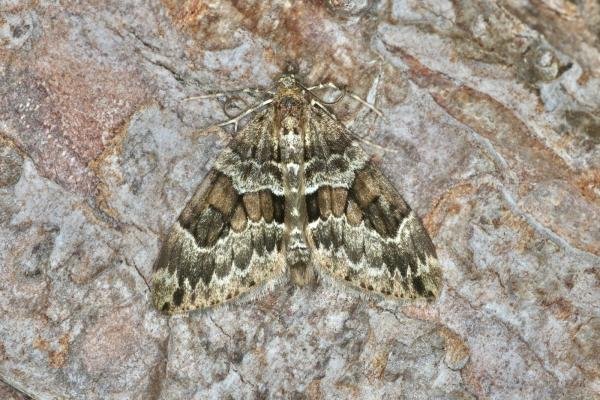 Spruce Carpet (Thera britannica), adult. Ouston, 05-09-2022. Copyright Verna Atkinson. Spruce Carpet (Thera britannica), adult. Ouston, 05-09-2022. Copyright Verna Atkinson.